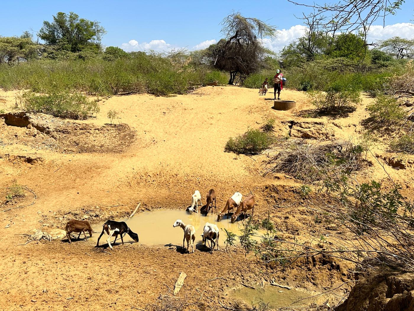 Animales bebiendo de un jagüey en temporada seca en La Guajira